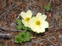 Yellow Flower
