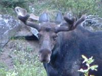 Moose